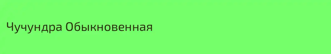 Чучундра Обыкновенная